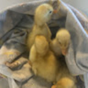 Meet your Posher, Jolyne